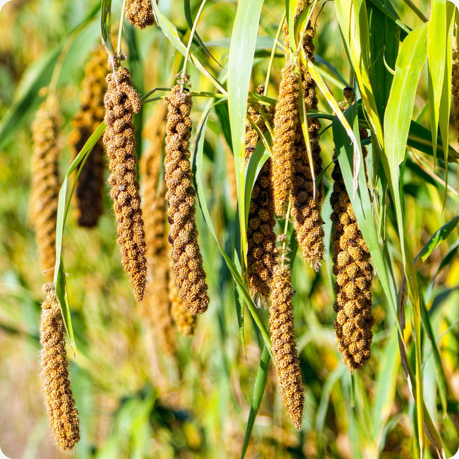 Millet Seeds