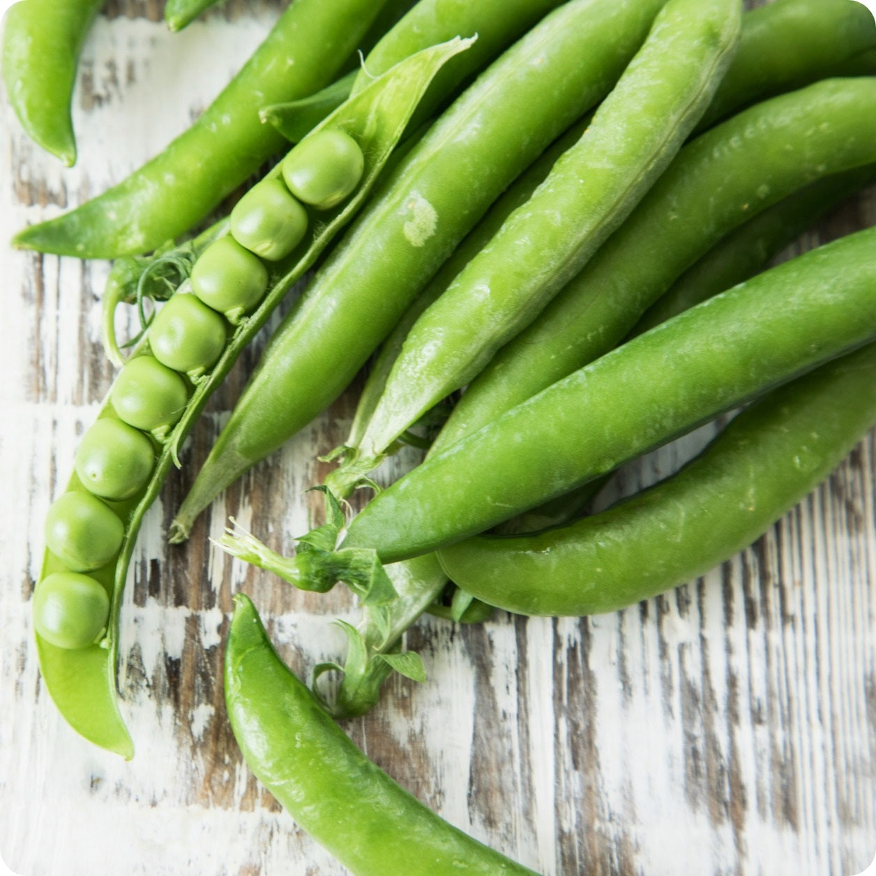 Ohio Heirloom Seeds - Green Arrow Pea Seeds (50+ Seeds) 2021 Crop, 85% Germination