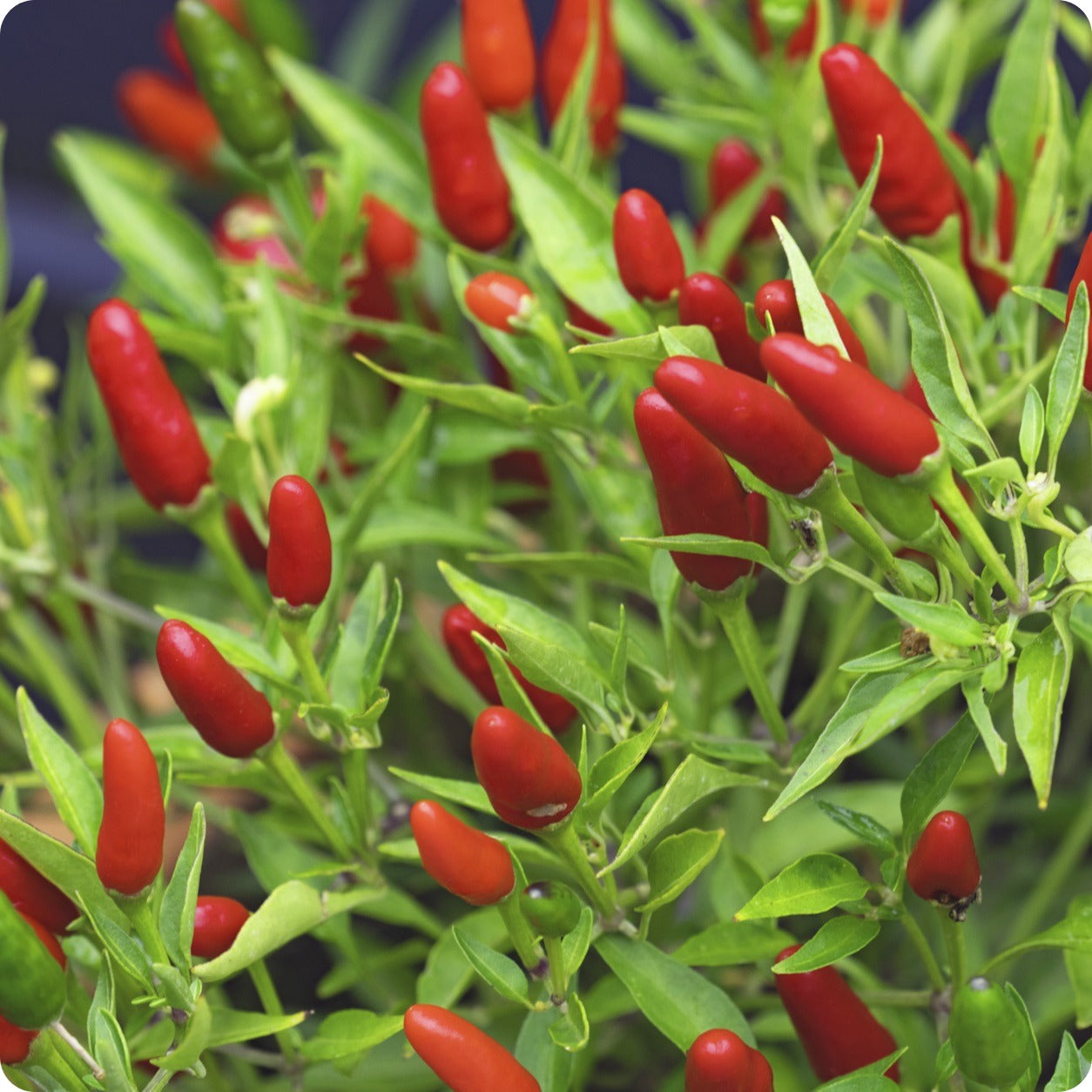 pepper plant seeds Pepper Seeds, Hot