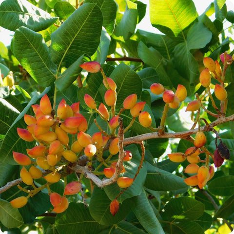 Pistachio Nut Tree Seeds