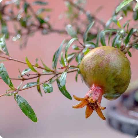 Pomegranate Seeds - Dwarf 'Nana'