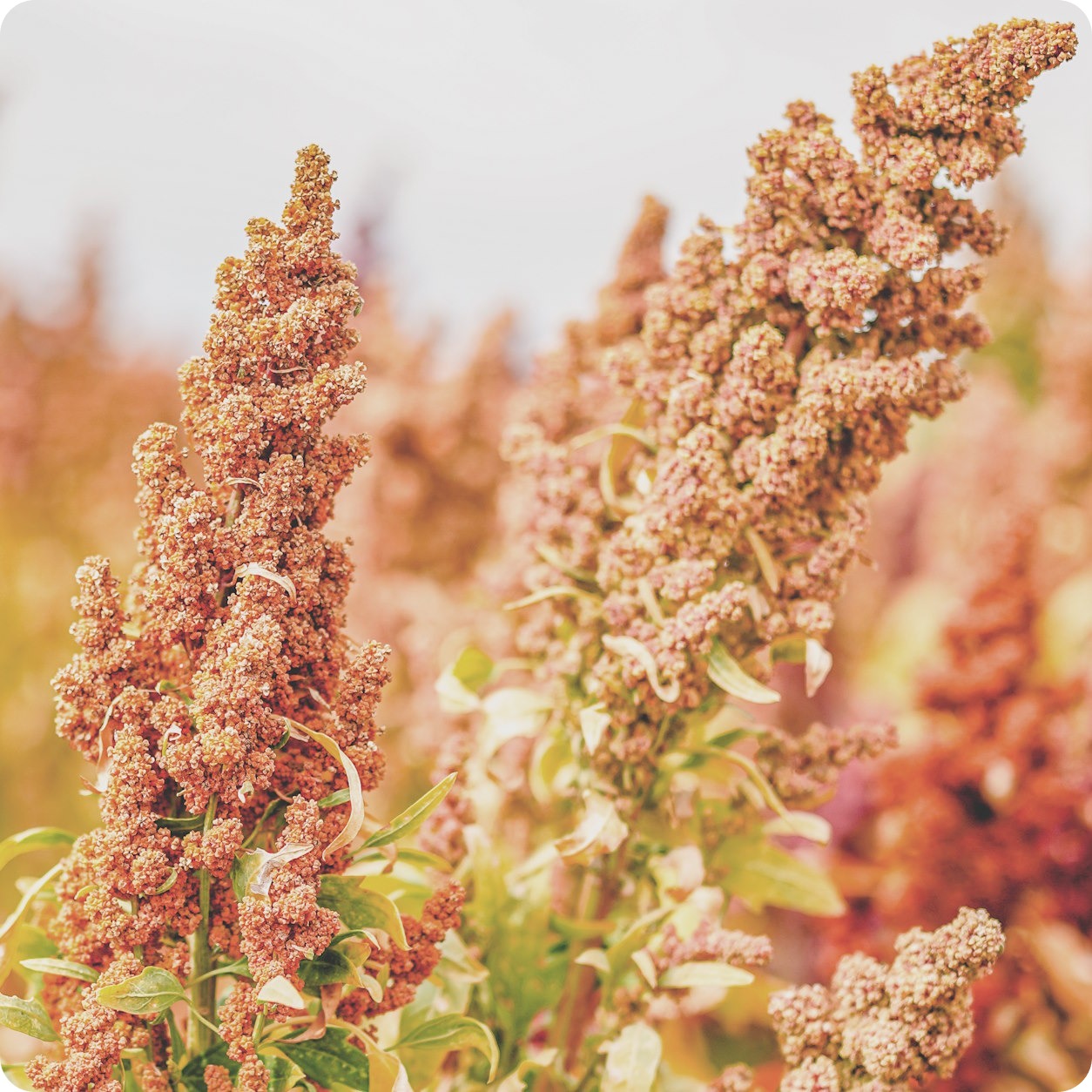 buy quinoa seeds for planting Quinoa Seeds