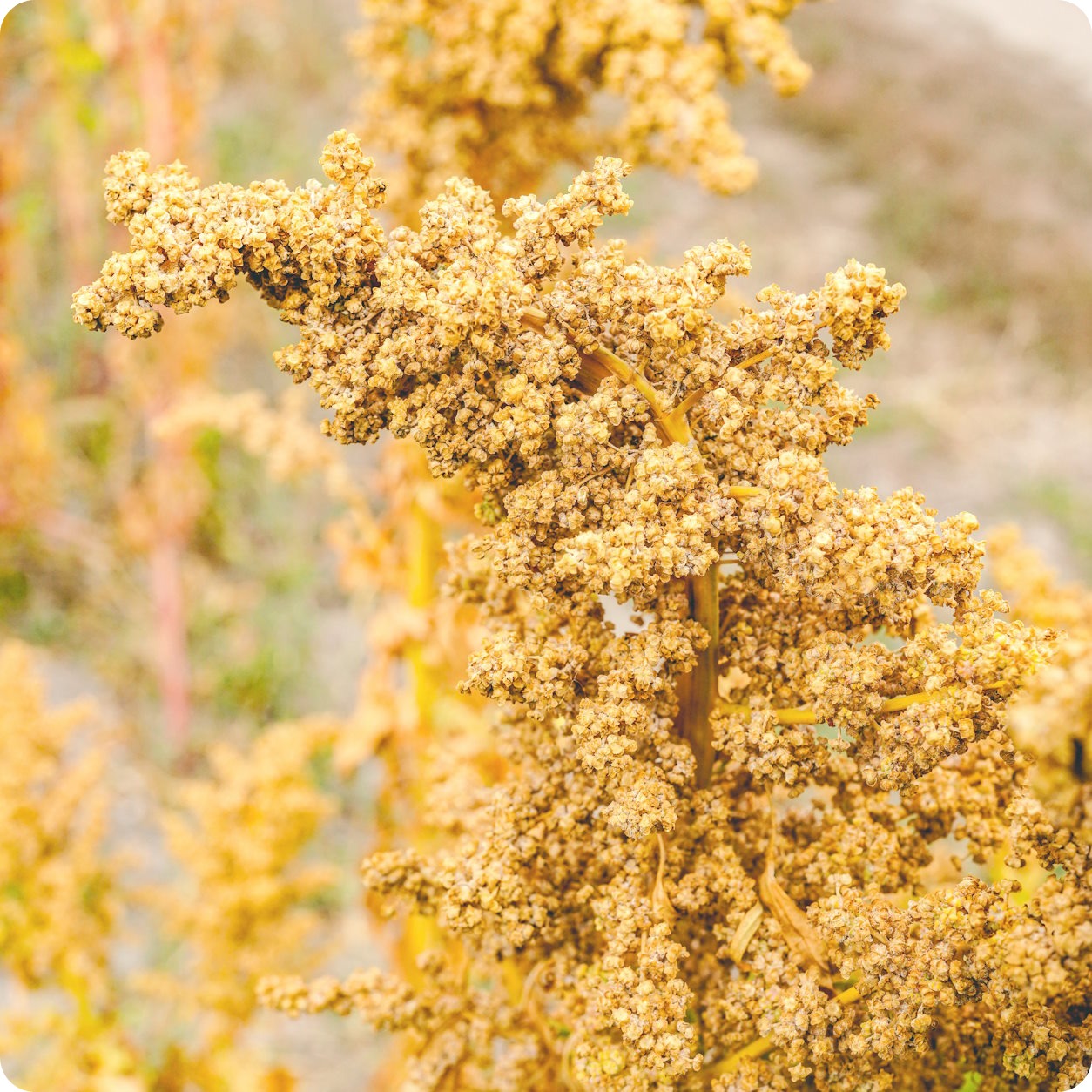 where to buy quinoa seeds for planting Quinoa Seeds