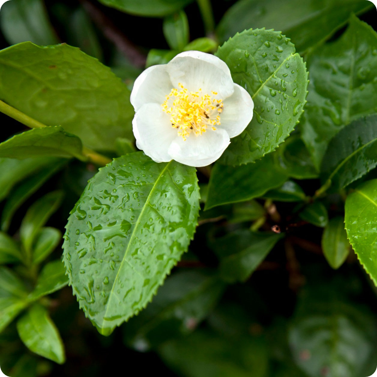 buy tea plant seeds Tea Plant Seeds