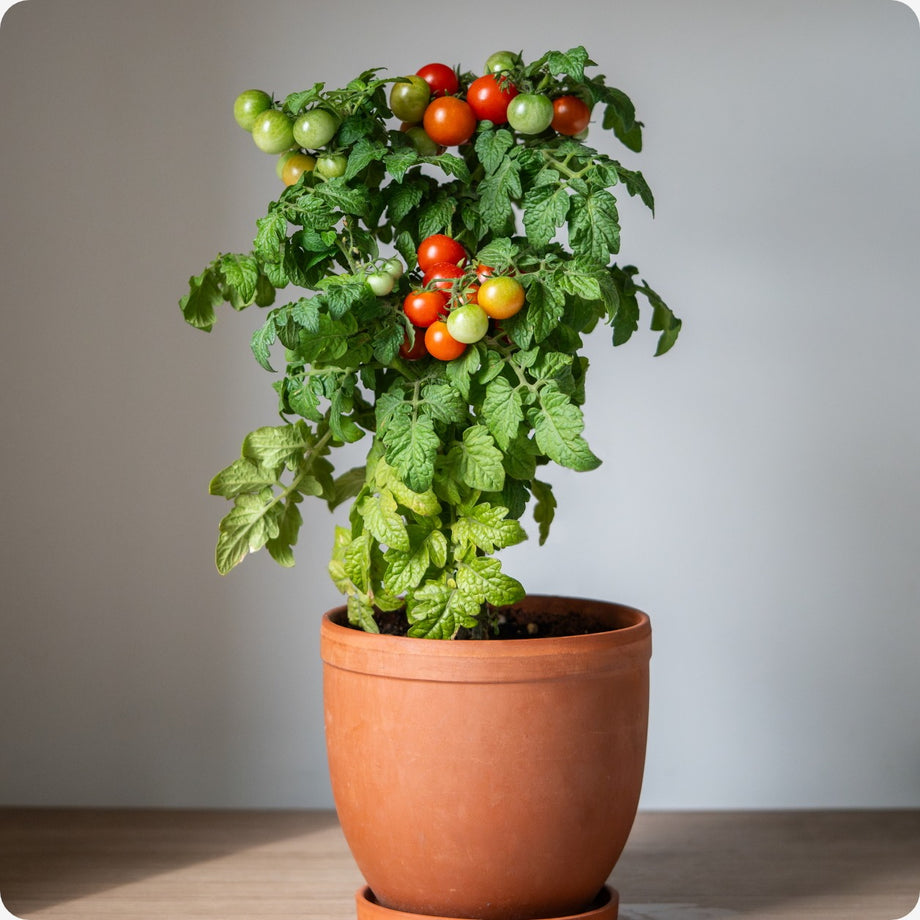 planting tiny tim tomato seeds Tomato Seeds, Dwarf