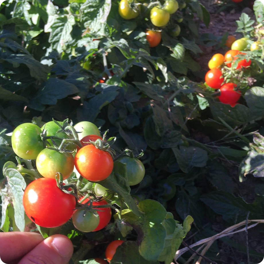 Tomato Seeds, Micro Dwarf