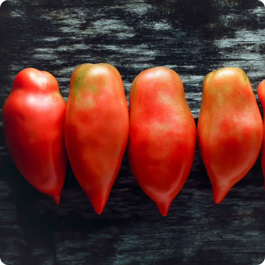 thumbnail image 2 of Opalka Polish Heirloom Tomato Seeds – 15 Seeds – Non-GMO Organic – 2024 Harvest 2 of 6