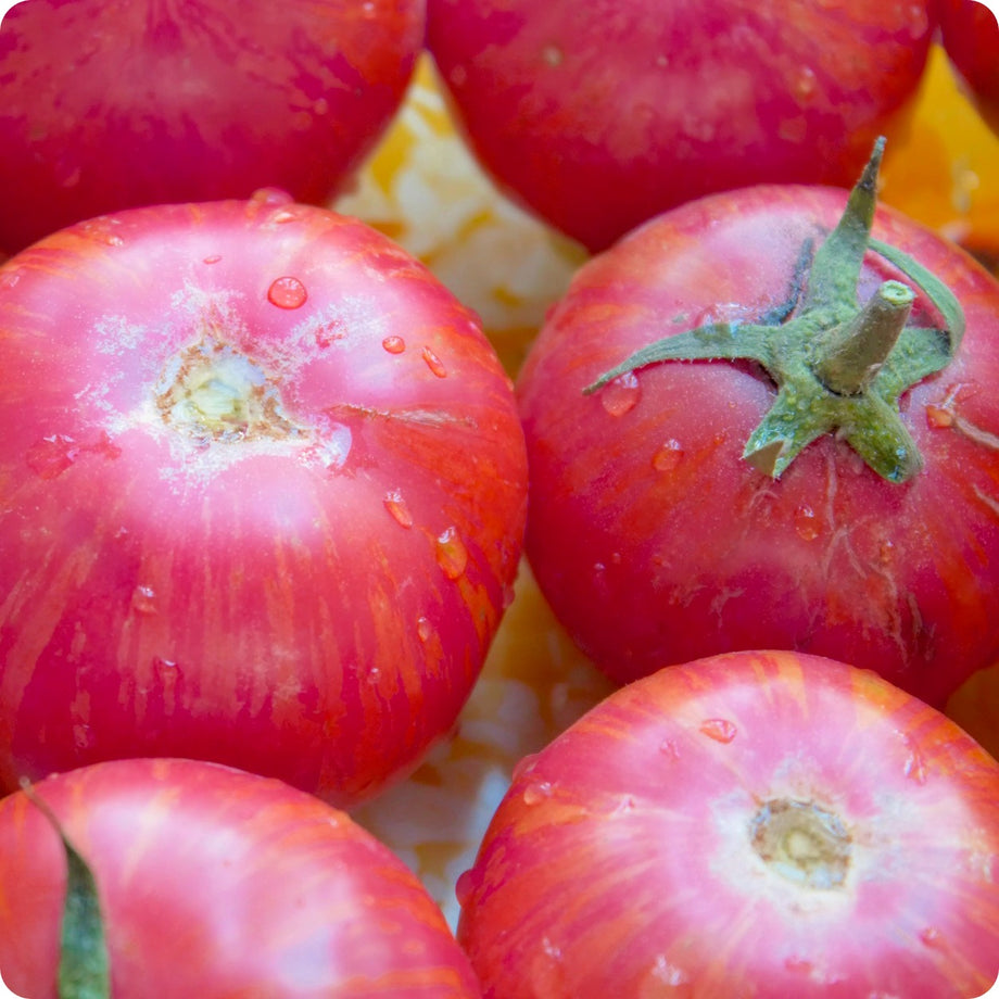 Heirloom Heritage Tomato Seeds Available from a Canadian Seed