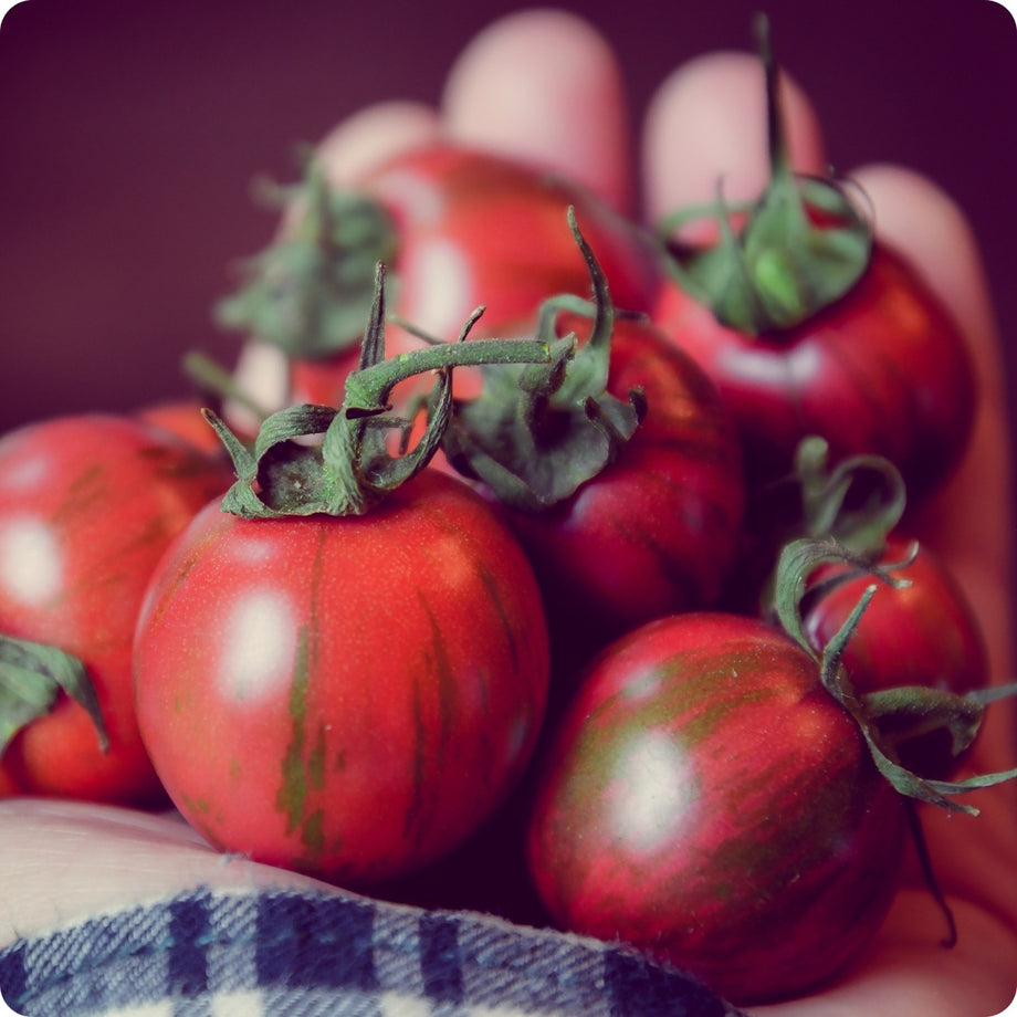 Heirloom Heritage Tomato Seeds Available from a Canadian Seed