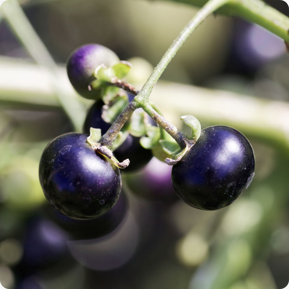 garden huckleberry seeds Huckleberry Seeds