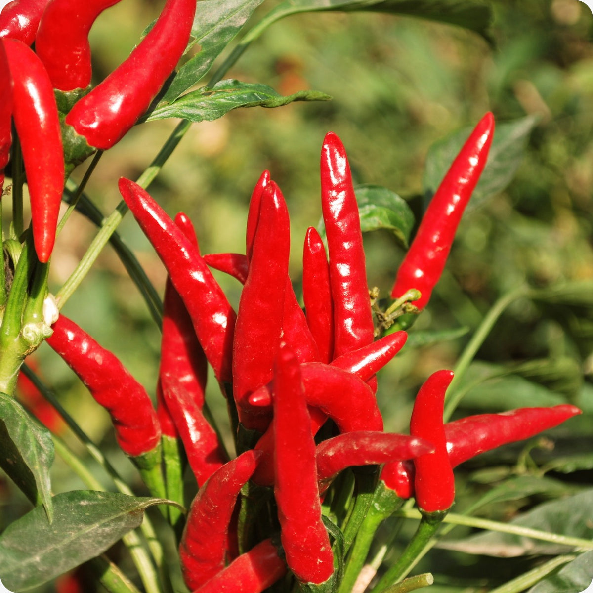 Volcano Pepper Pepper Seeds, Hot - Thai Volcano – The Incredible Seed Company Ltd
