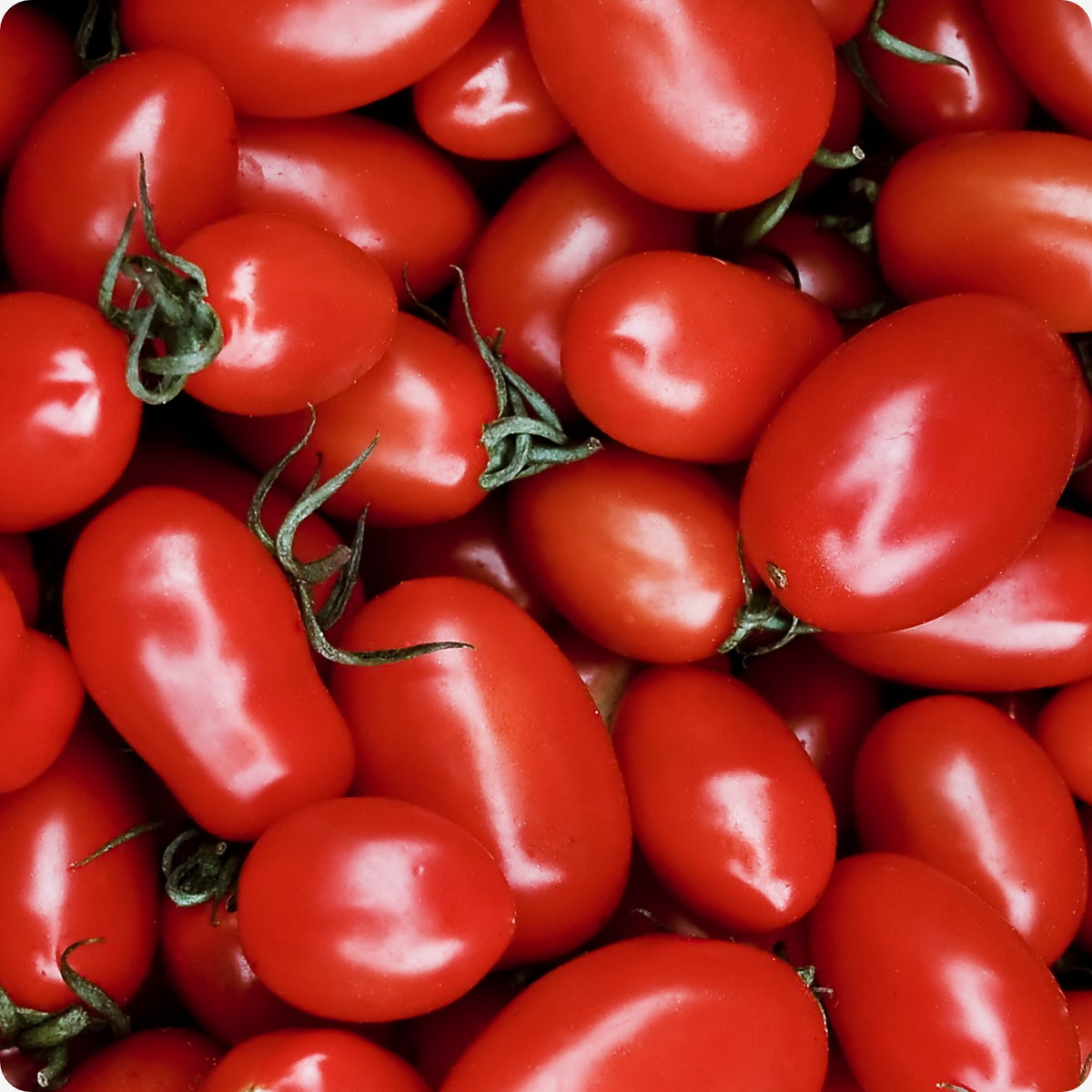 Cherry Roma Tomato Seeds, Cherry - Cherry Roma – The Incredible Seed Company Ltd