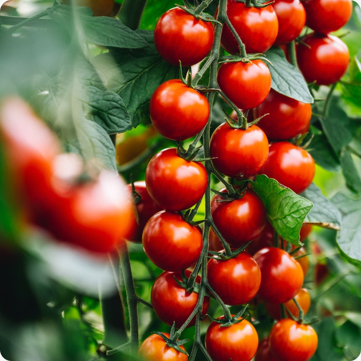 tomato plants and seeds Tomato Seeds, Cherry