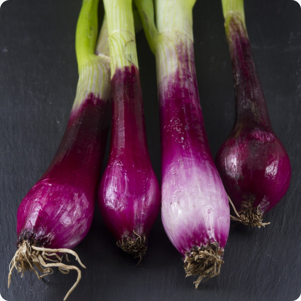 Red Lillia Bunching Onion