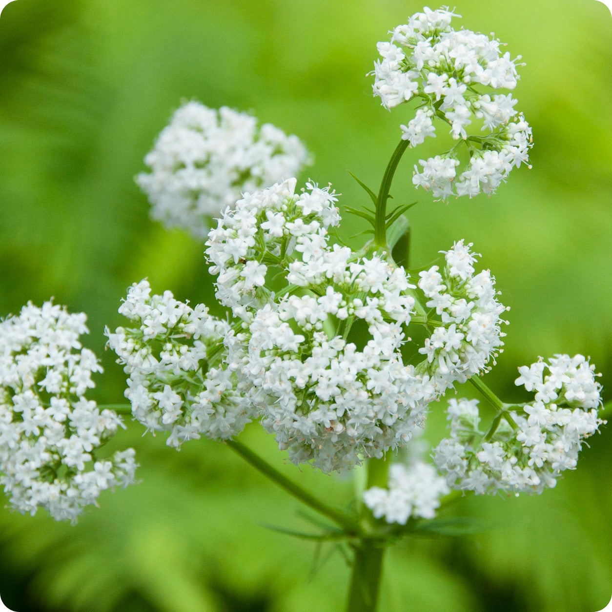 valerian plant seeds Valerian Seeds