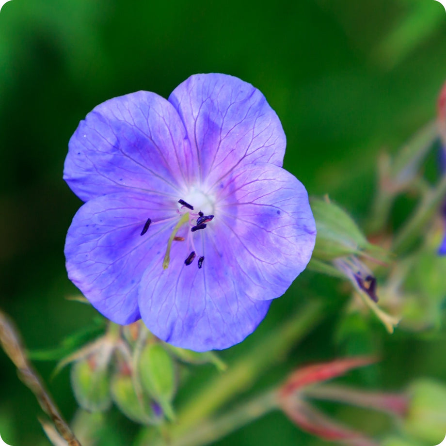cranesbill geranium seeds Geranium Seeds