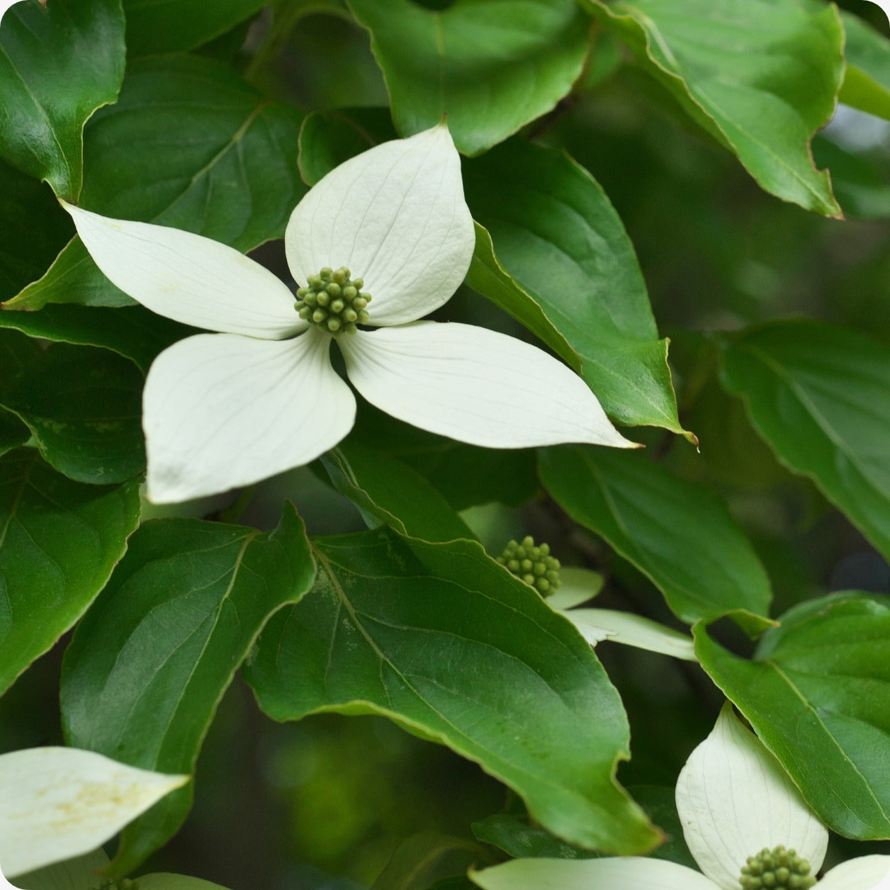 planting kousa dogwood from seed Dogwood Seeds