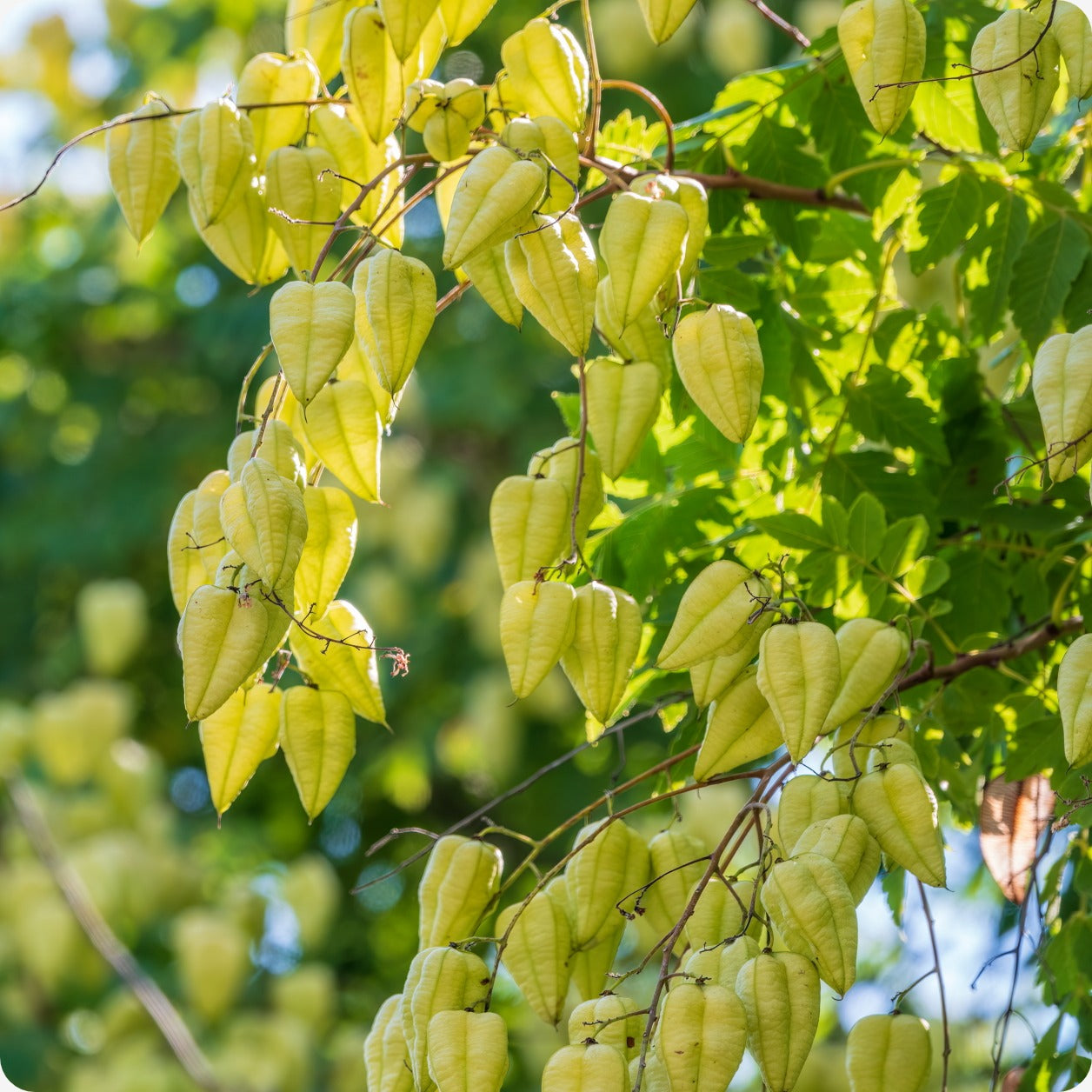 raintree flower seeds Golden Rain Tree Seeds (Pride of India)