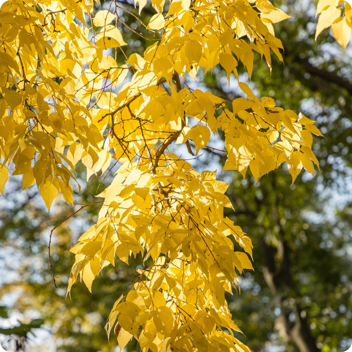 Hackberrty Hackberry Seeds - Northern Hackberry – The Incredible Seed Company Ltd