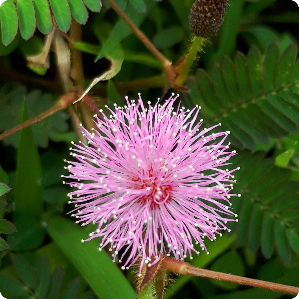 eden brothers mimosa seeds sensitive plant Mimosa Seeds