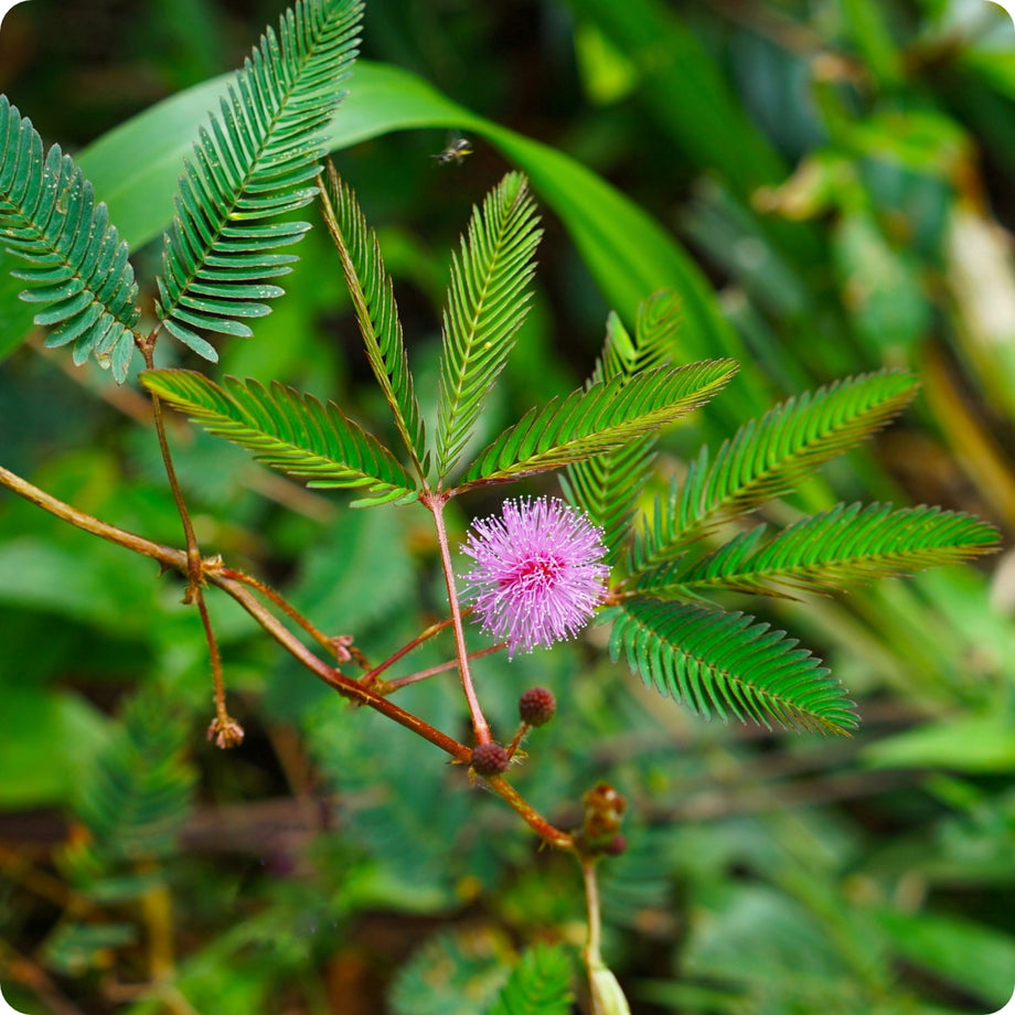eden brothers mimosa seeds sensitive plant Mimosa Seeds