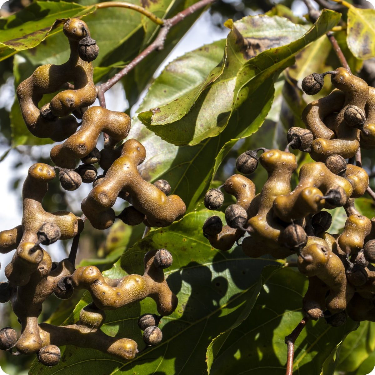 Raisin Tree Seeds - Japanese Raisin Tree – The Incredible Seed Company Ltd