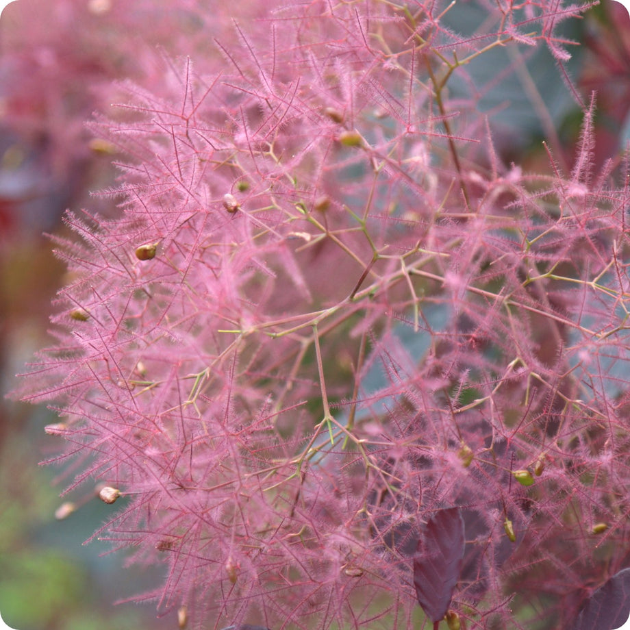 Smoke Bush Seeds - Purple Smoke Bush Seeds - Purple