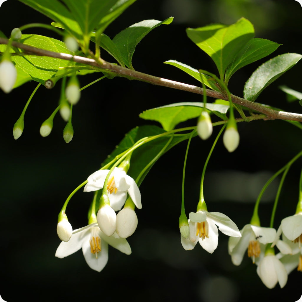 American Snowbell Flowers