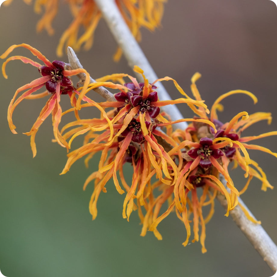 witch hazel plant seeds Witch Hazel Seeds