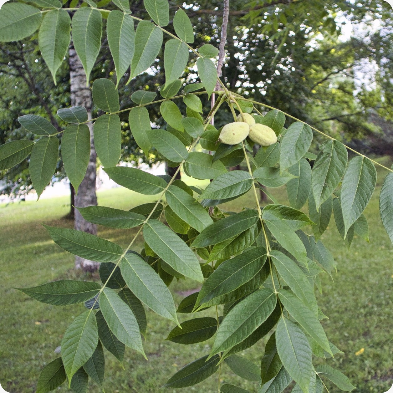 planting butternut trees from seed Butternut Tree Seeds