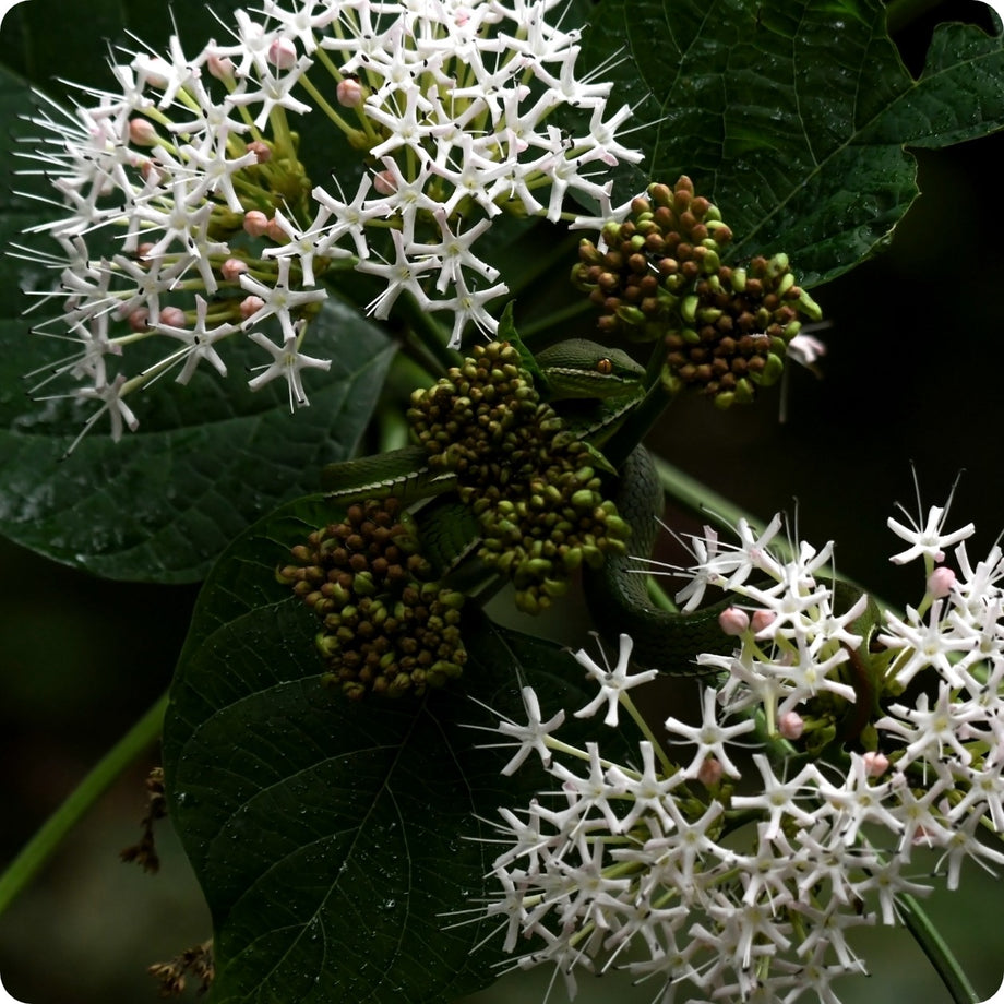 Dogwood Seeds