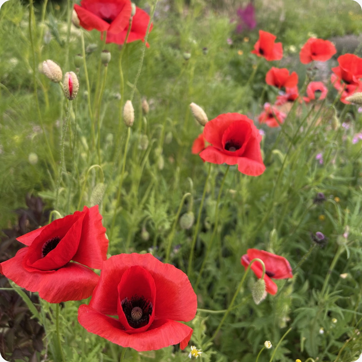 Poppy Seeds - Corn Poppy – The Incredible Seed Company Ltd