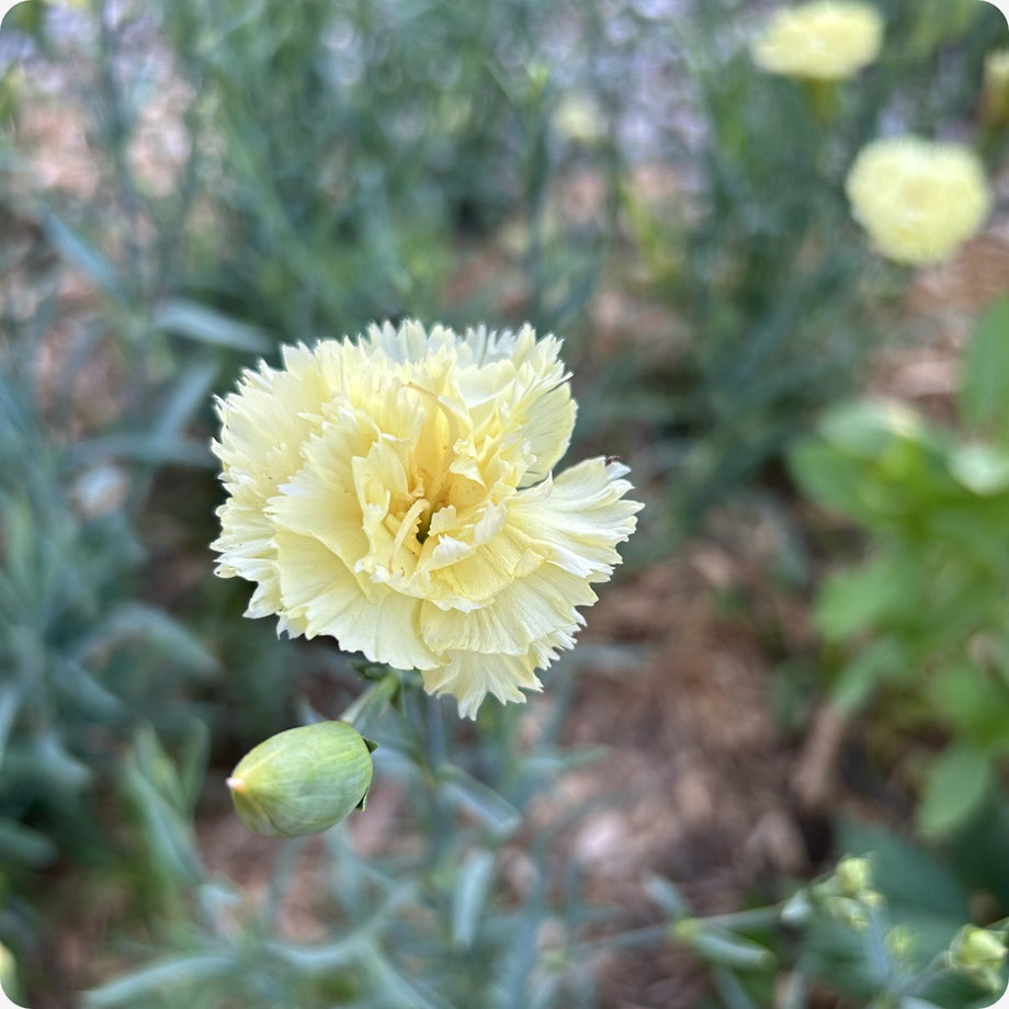 Cut Flowers – Tagged 