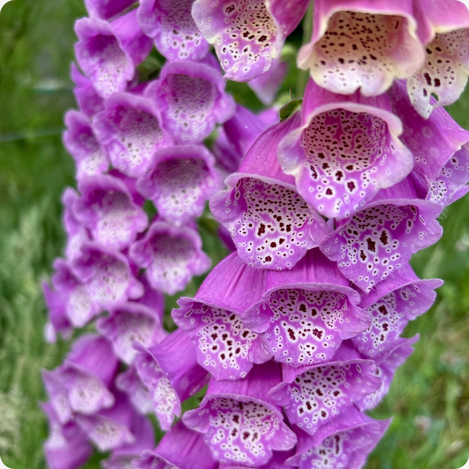 Foxglove Seeds - Purple Faerie Glove – The Incredible Seed Company Ltd
