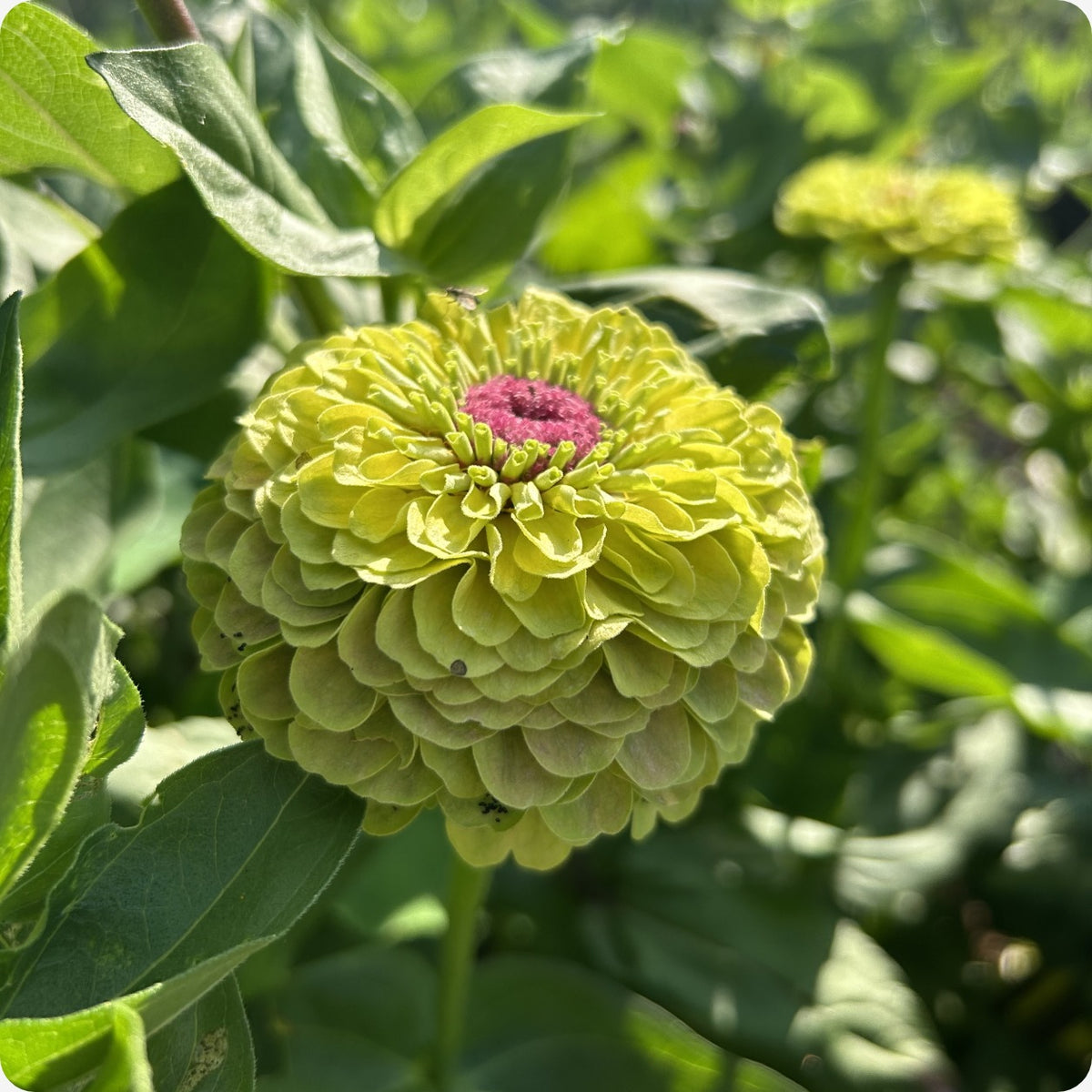 Zinnia Seeds - Queeny Lime with Blush – The Incredible Seed Company Ltd