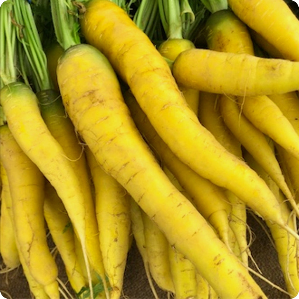 Amarillo Carrot - Yellow
