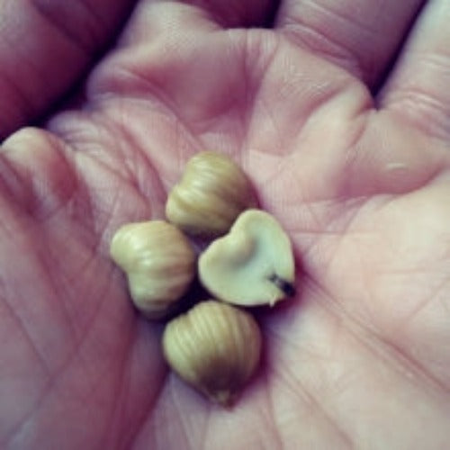 Chestnut Seeds, Chinquapin (Dwarf)