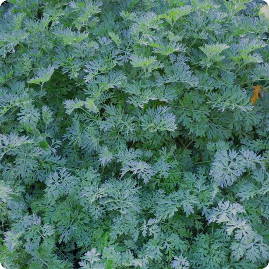 Artemisia Seeds
