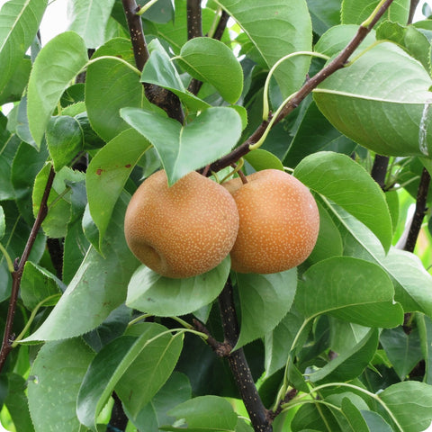 Pear Seeds - Asian Pear