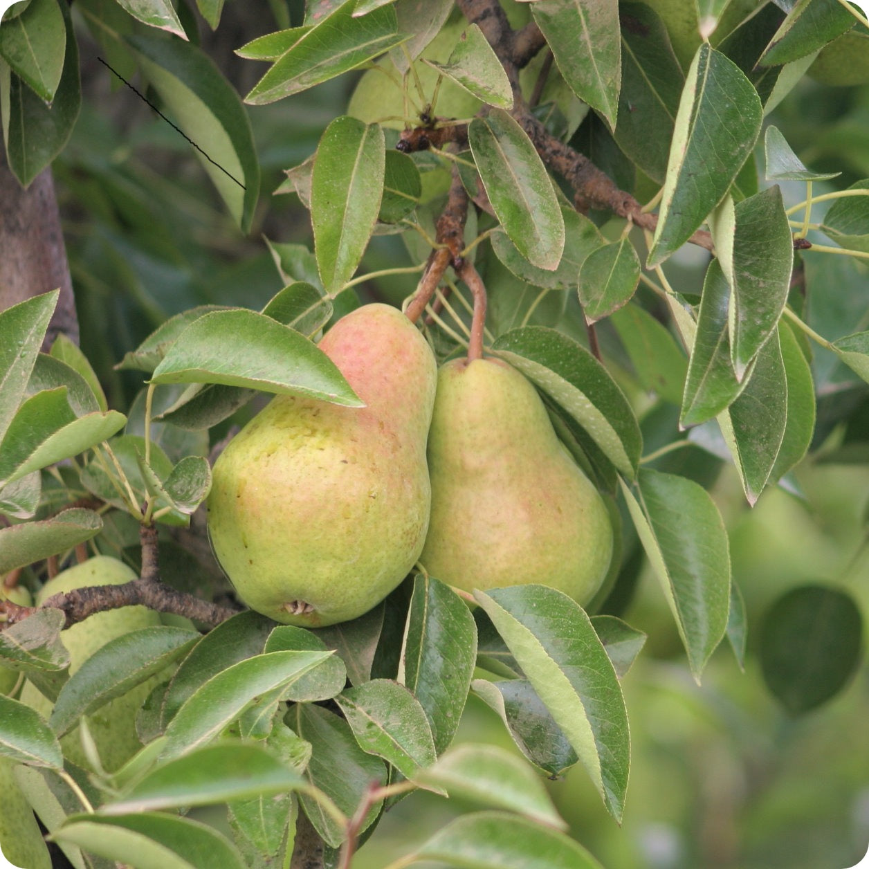 Bartlett Dwarf Pear Tree Growing Fruits: Growing Pears In The Home