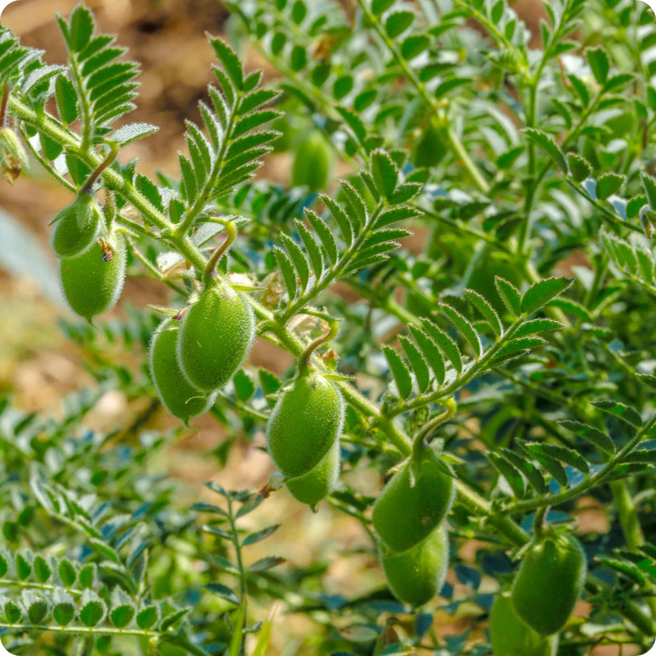 Bean Seeds, Bush