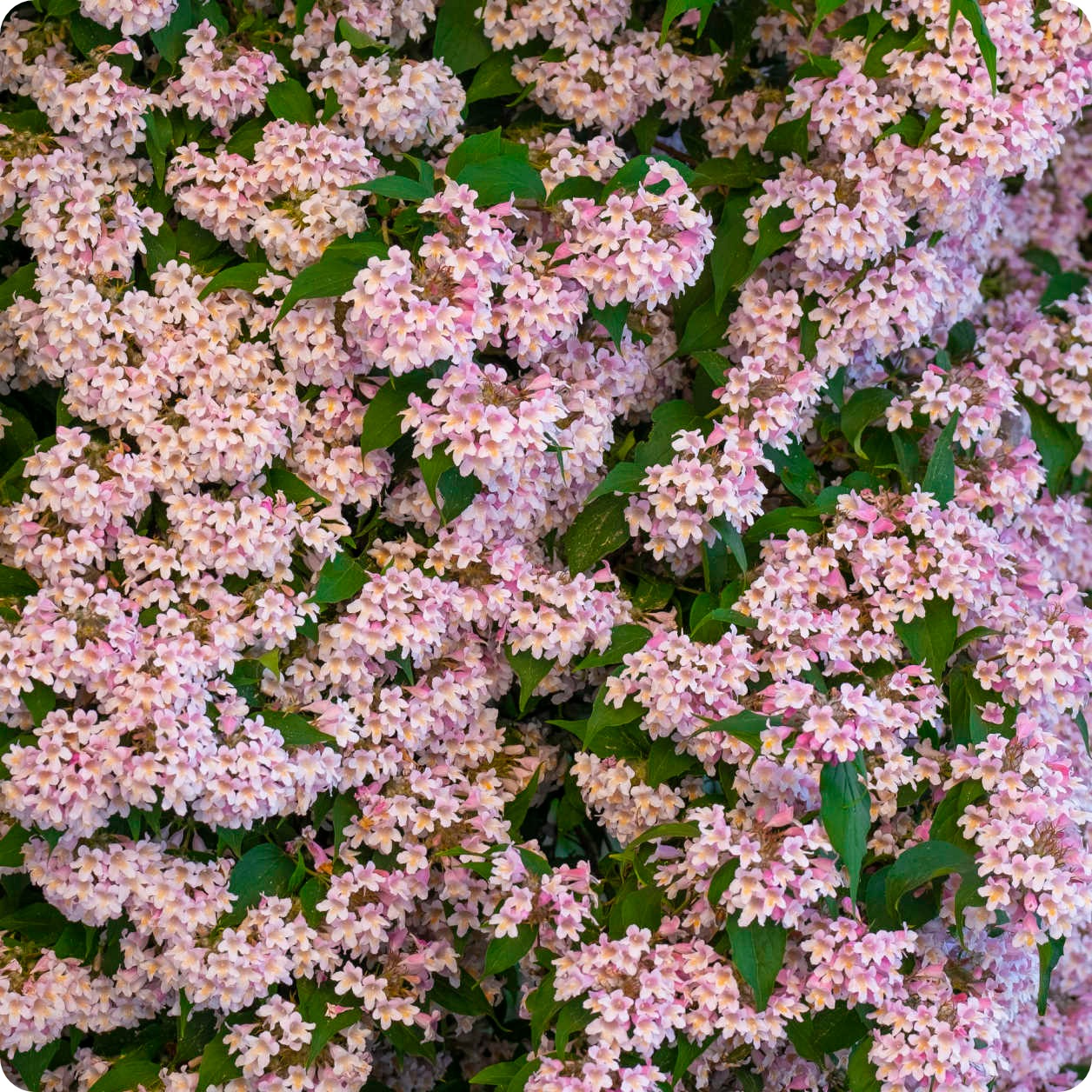 flower bush seeds Beauty Bush Seeds
