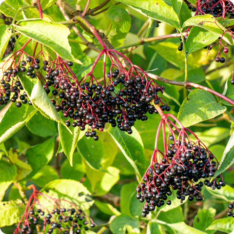 Elderberry Seeds - Black