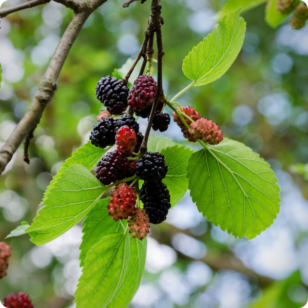 Mulberry Seeds - Black Mulberry