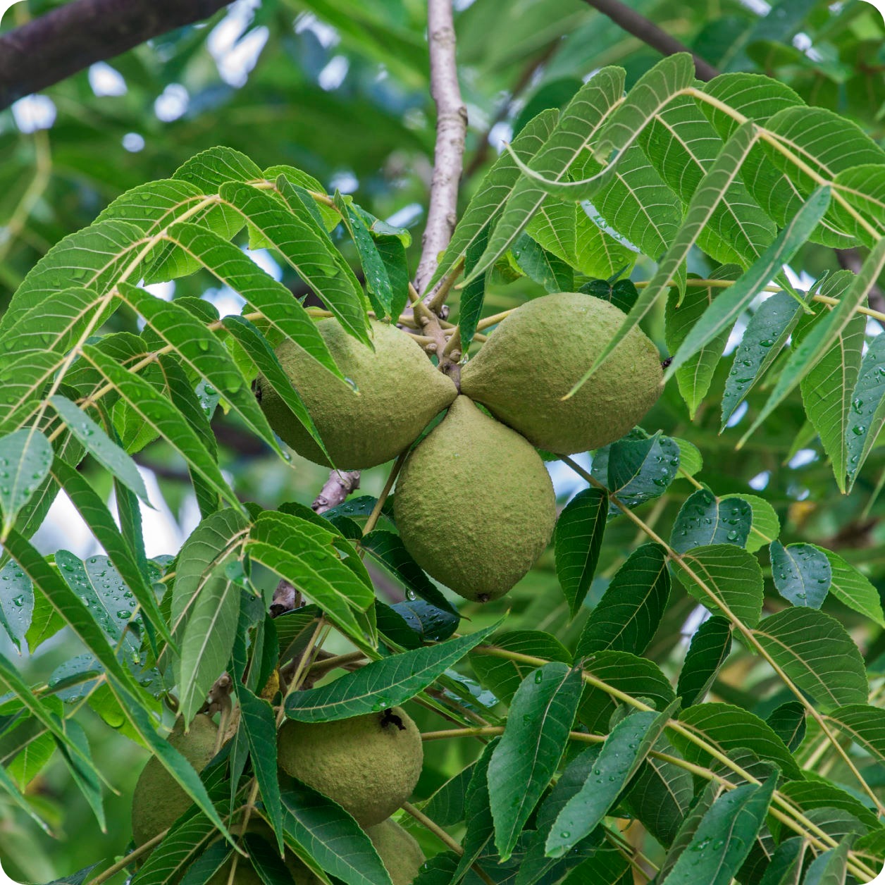 Walnut Nut Tree