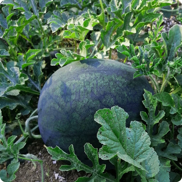 Melon Seeds - Blacktail Mountain Watermelon