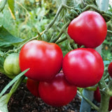 Bloody Butcher - Slicer Tomato Seeds