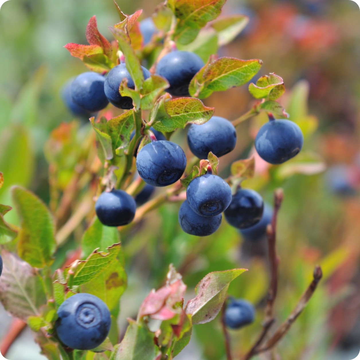Blueberries Tree Wild Blueberry Bushes