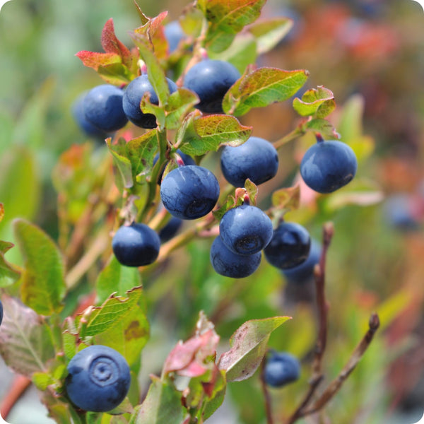 Blueberry Seeds - Low-Bush Wild Blueberry