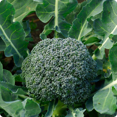 Broccoli Seeds - De Cicco